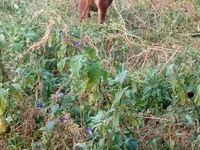 பசு, மாடுகள் — புகைப்படம் 4