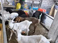 Ziege, Saanen goat — Foto 1