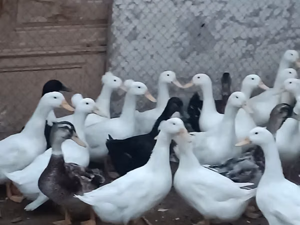 German Pekin — Azerbaijan