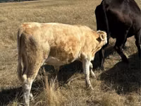 Touro, Vaca vermelha sem chifres — foto 2