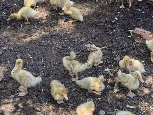 Ducks