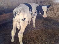 Buğa, Russian Black pied cattle — foto 2