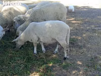母羊, Sheep — 照片 2