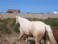Cheval, Azerbaijan horse — photo 3