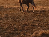 Cheval, Altai horse — photo 1