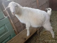 Ziege, Saanen goat — Foto 1