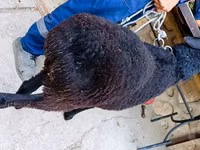 Қошқар, Hissar sheep — 3-сурет