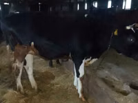 பசு, கோல்ஷ்டின் இனம்த் — புகைப்படம் 1