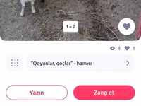 نعجة, الأغنام — الصورة 2