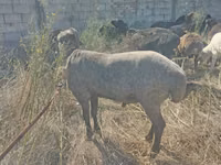 Bélier, Arabi sheep — photo 3