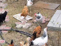 Chickens — foto 5