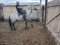 குதிரைகள் (தொகுதி, பாலினம் குறிப்பிடப்படவில்லை), Horse breed — புகைப்படம் 8
