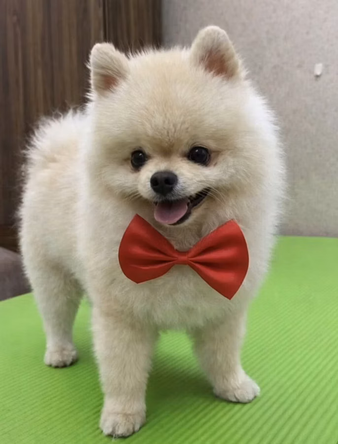 Pomeranian Spitz – krem rəngli, mini ölçülü, qəşəng görünüşlü balaca