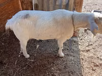 Ziege, Saanen goat — Foto 3