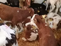 Bovinos (lote, sexo no especificado), Simmental cattle — foto 2