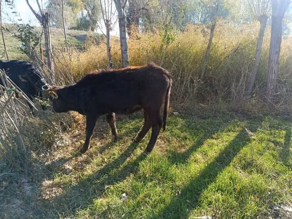 Vaca, Bovinos