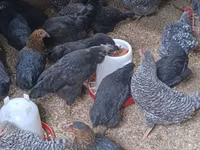 Australorp — foto 1