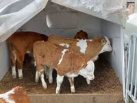 Buqa, Simmental cattle — 2-rasm