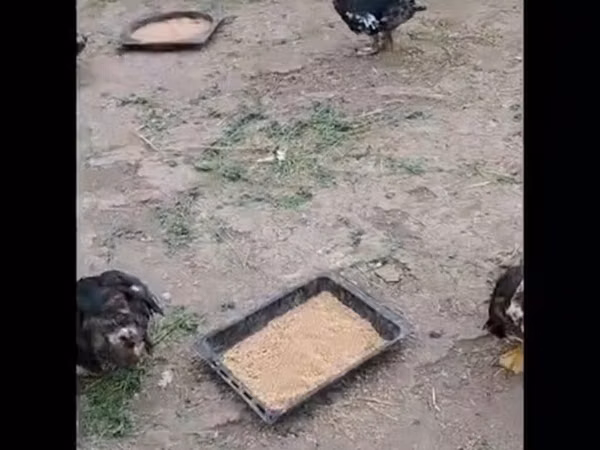 Ducks — Azerbaycan