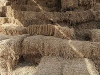 Develer (parti, cinsiyet belirtilmedi), Develer — foto 4