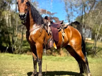 Cavalo, Tennessee Walking Horse — foto 1