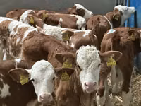 牛只（批次，未指定性别）, Simmental cattle — 照片 2