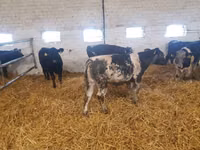 Bovins (lot, sexe non indiqué), Simmental cattle — photo 3