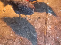 Australorp — zdjęcie 2