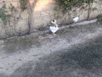Chickens — الصورة 1