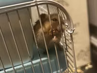 7 Hamster + qəfəs dəsti - Növbənöv xırda gəmirici üçün uyğun hamster — الصورة 5