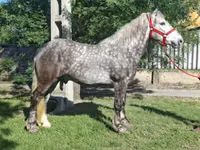 Kůň, Koně — foto 1