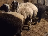 Baran, Qashqai sheep — zdjęcie 6
