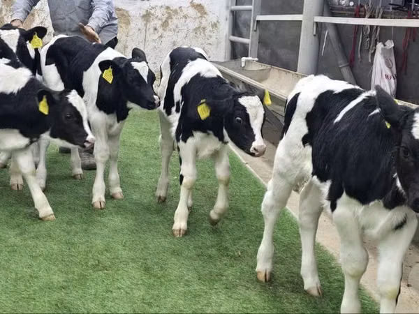 牛只（批次，未指定性别）, Holstein breed