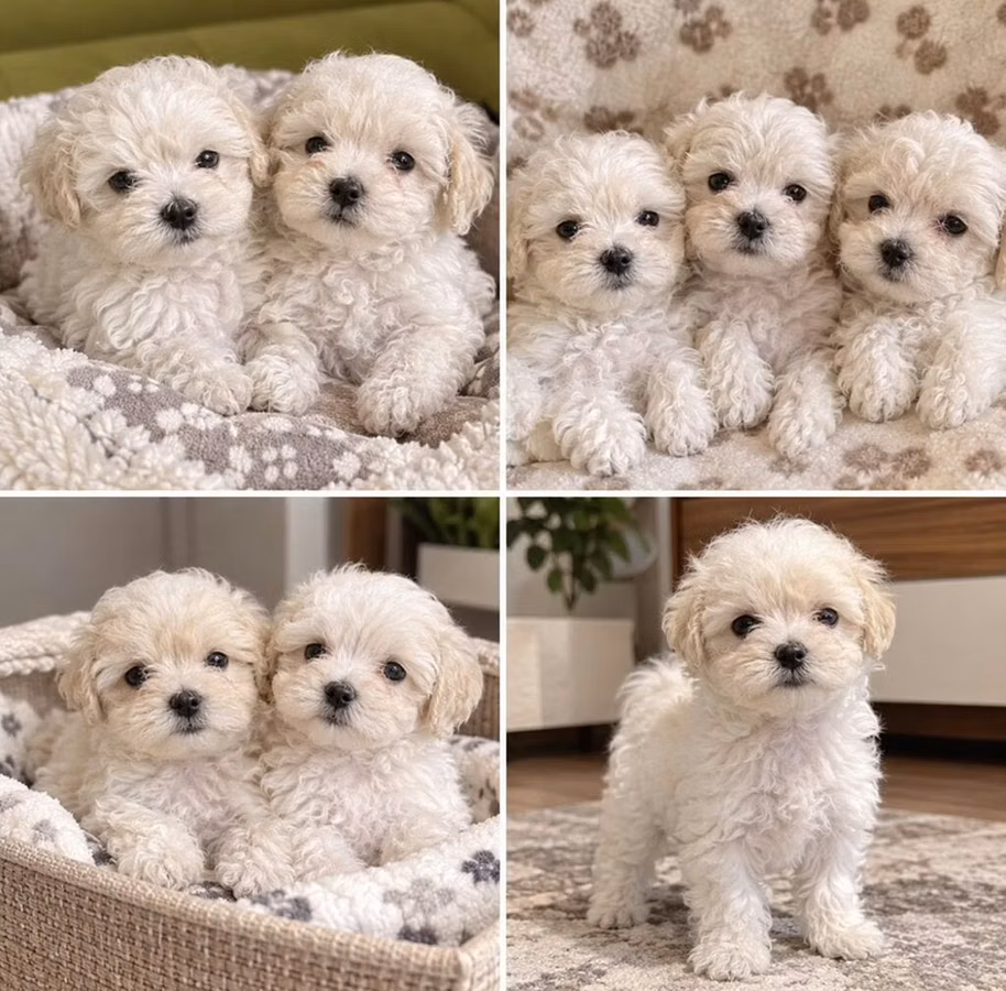 Cins: Maltipoo (Maltese x Toy/mini Poodle qarışığı) balaları Rəng