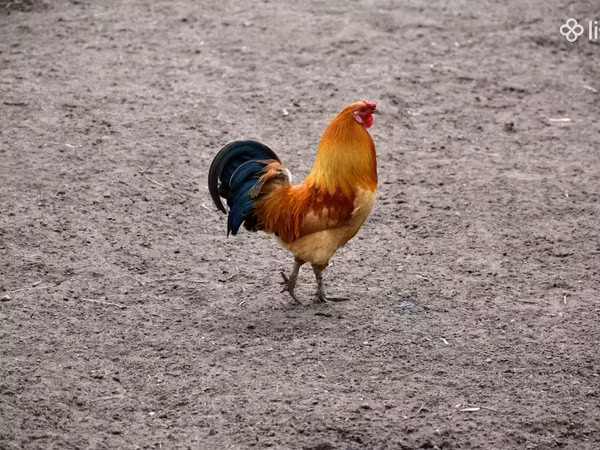Chickens — Armaniston