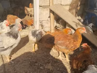 Chickens — फ़ोटो 6