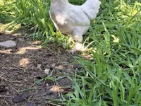 Chickens — foto 3
