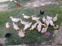 Německý pekin — foto 2