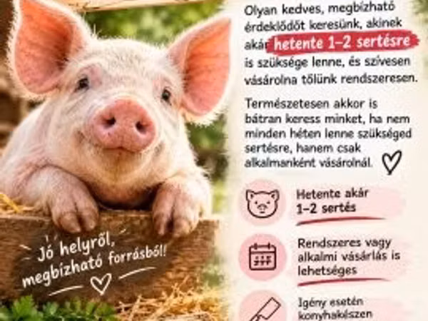 Sow, Pigs