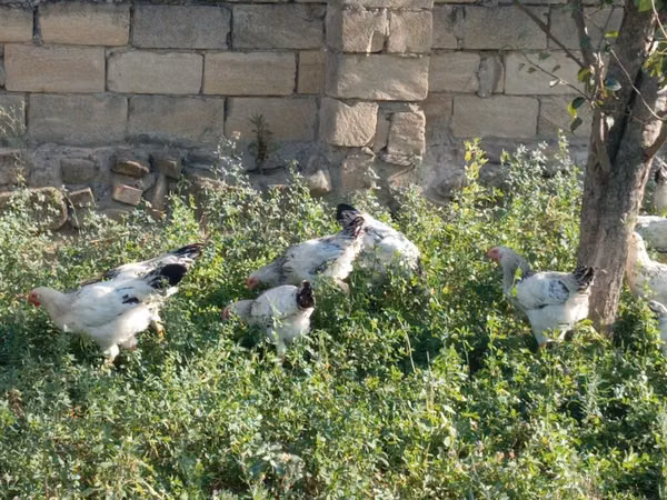 Chickens