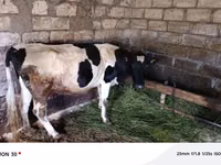 İnək, Holştin irqi — foto 1