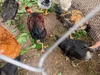 Chickens — foto 2
