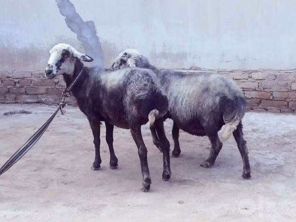 ცხვარი, ცხვრები