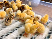 Quails — Foto 2