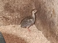 Guinea fowl — zdjęcie 3