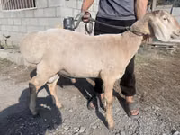 公羊, Arashan sheep — 照片 1