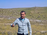 பெண் ஆடு, Merino sheep — புகைப்படம் 2