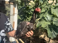 Chickens — zdjęcie 2