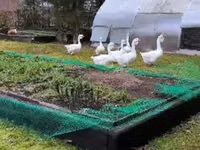 Geese — foto 2