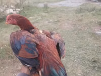 Chickens — zdjęcie 1
